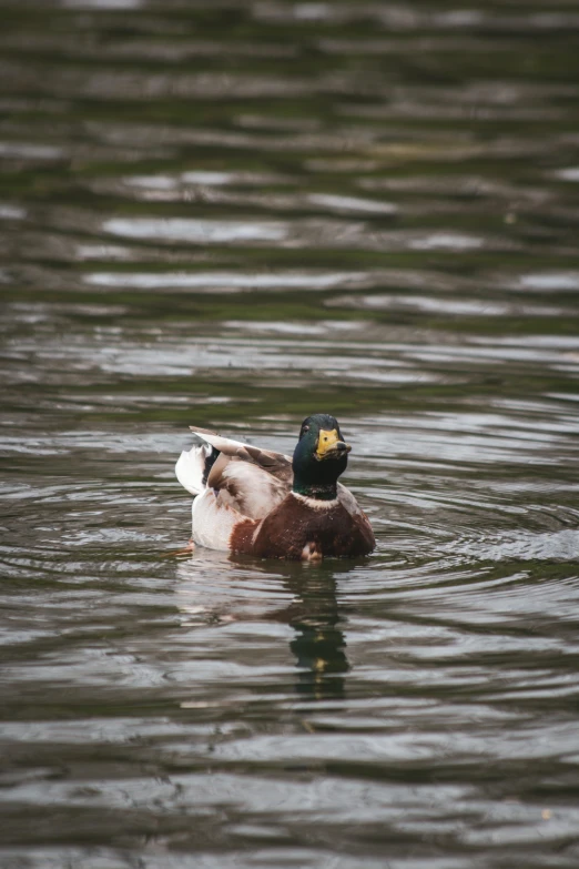 a duck swims alone in the lake