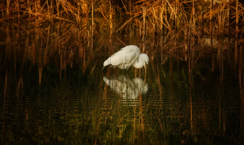 a bird standing in the middle of a body of water