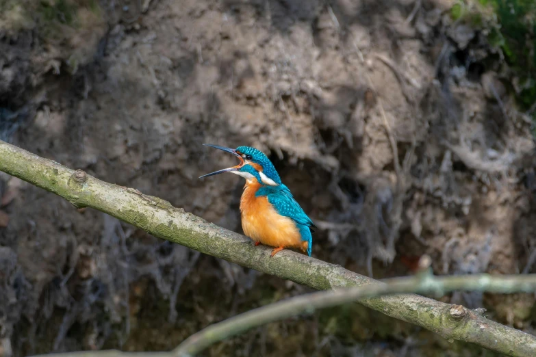 a colorful bird with open beak sitting on a nch