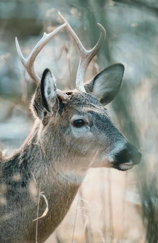 an adult deer with very large antlers grazing in the woods