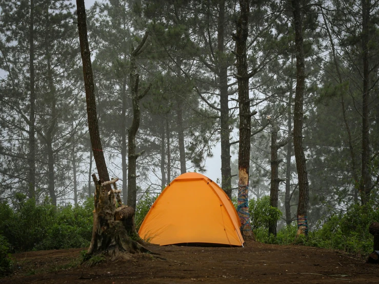 a tent in the woods near some trees