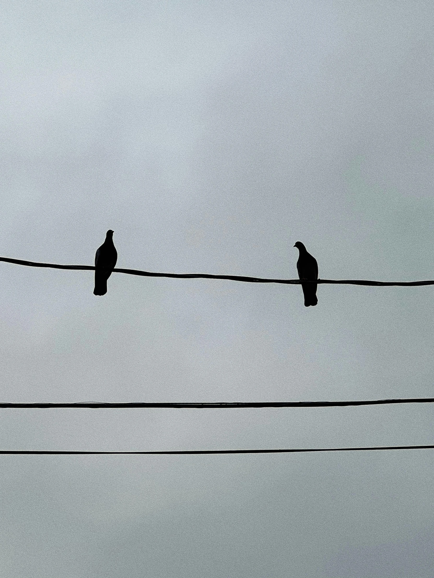 two birds perched on electric wires and looking across