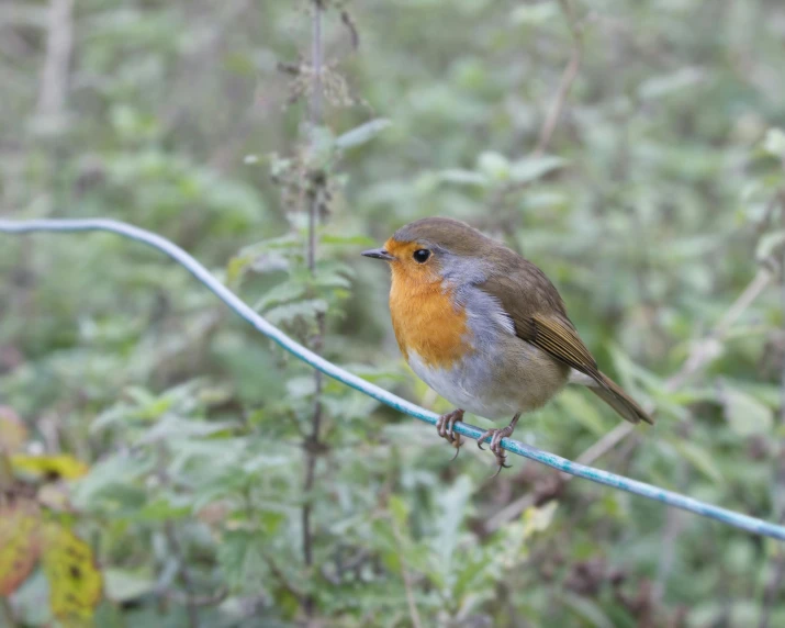 an orange and gray bird on a wire near many bushes