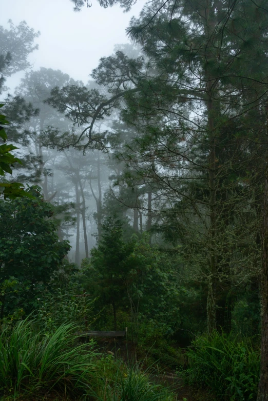 trees in a dense jungle in the rain