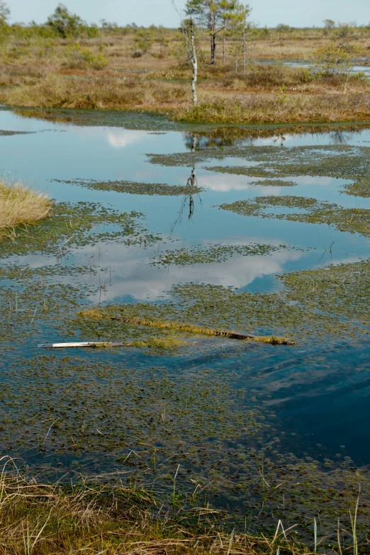 a large body of water with small plants and vegetation