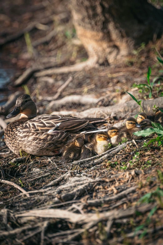 a mother duck and her ducklings gather for food