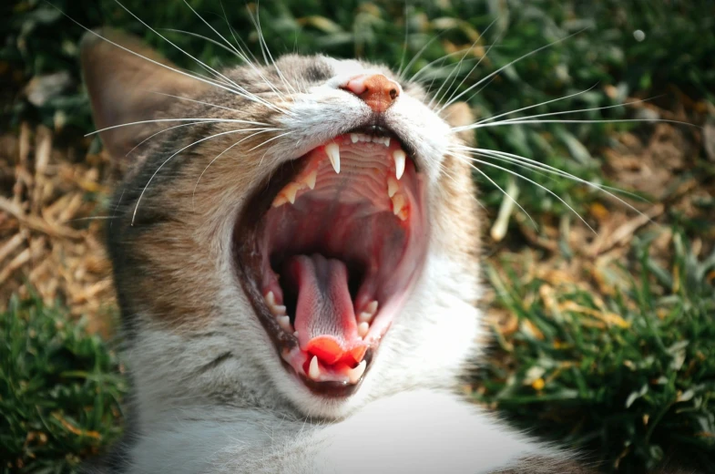 a cat that is yawning in the grass