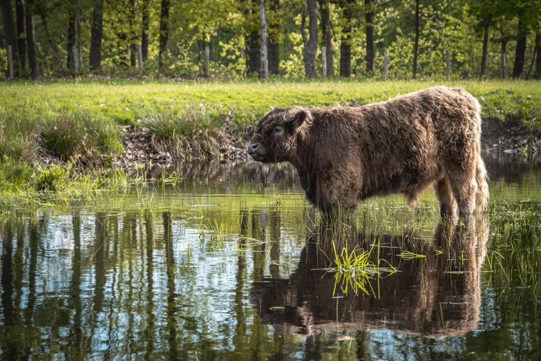 a large brown cow standing in front of a lake in the middle of a green forest