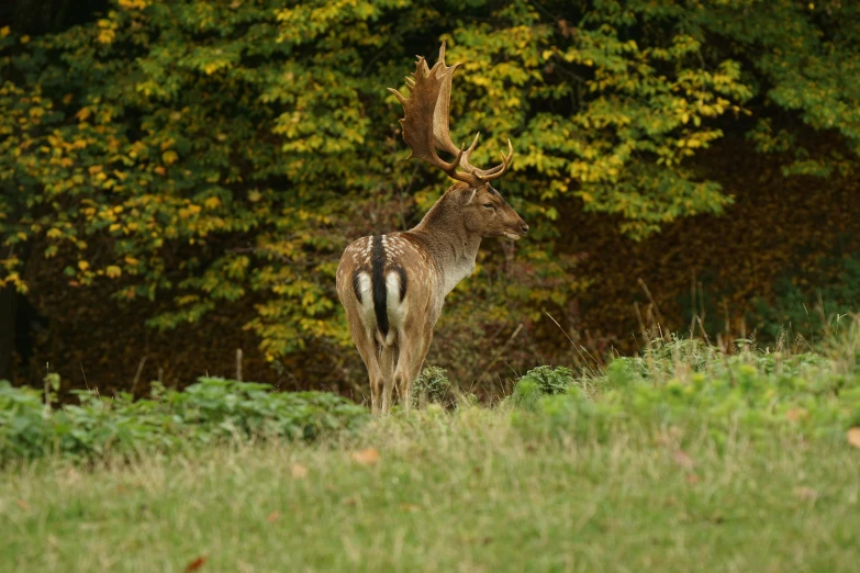 a young fawn standing on top of a lush green field