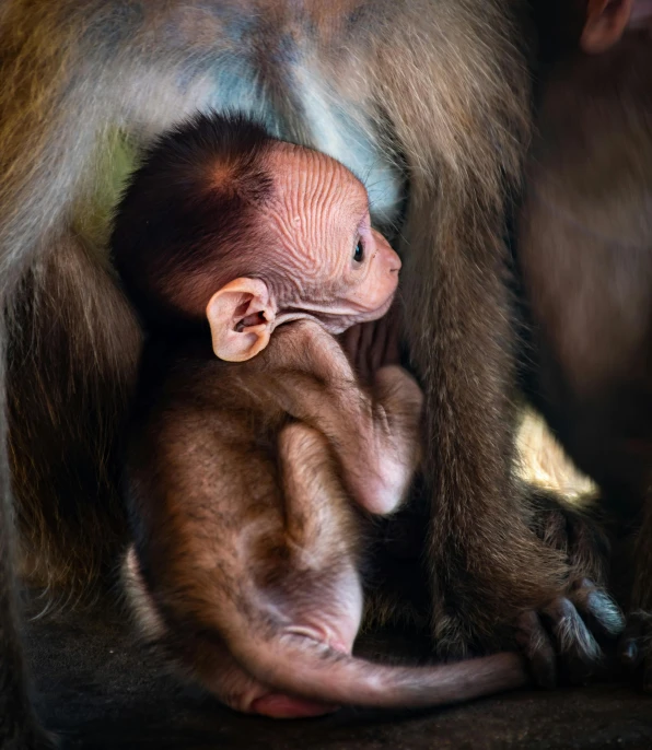 baby brown monkey holding up its arms and paw