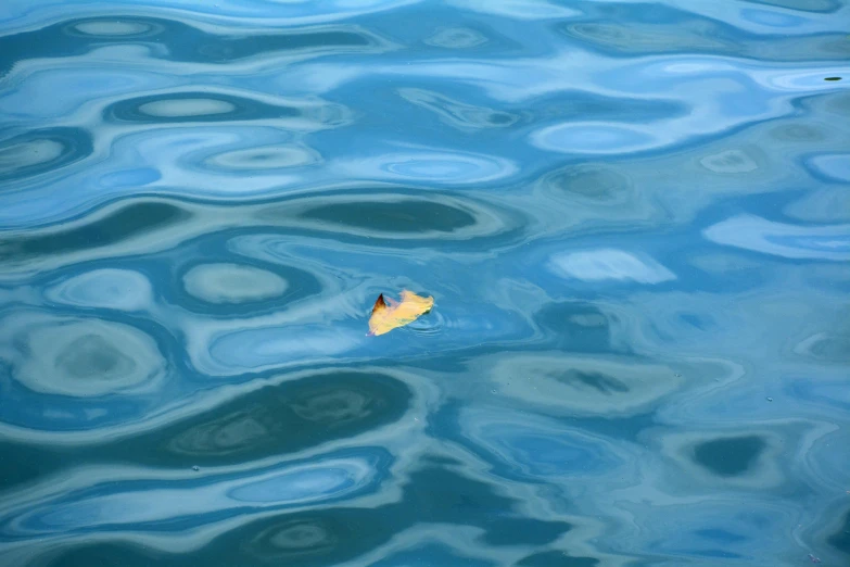 a colorful leaf is floating on the water