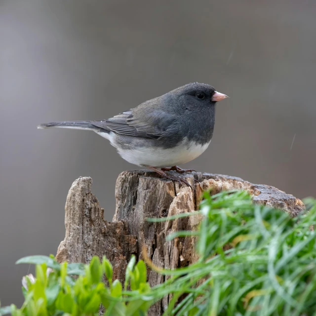a bird sits on the edge of a wooden stump