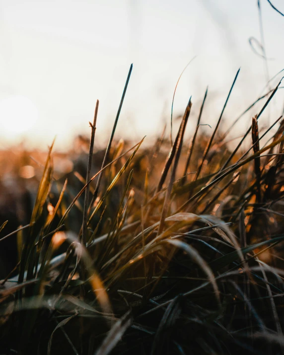 grass moving in the wind on a sunny day