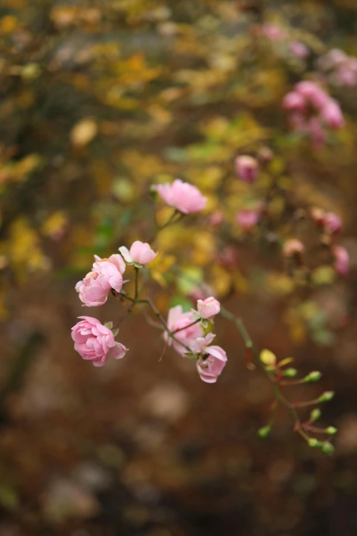 pink flowers blooming in the middle of an autumn forest