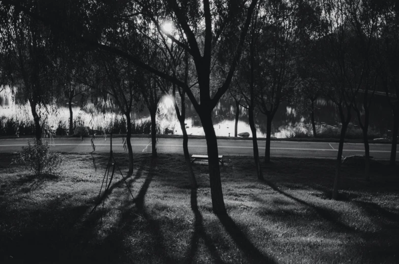 an open field and rows of trees casting long shadows on the grass