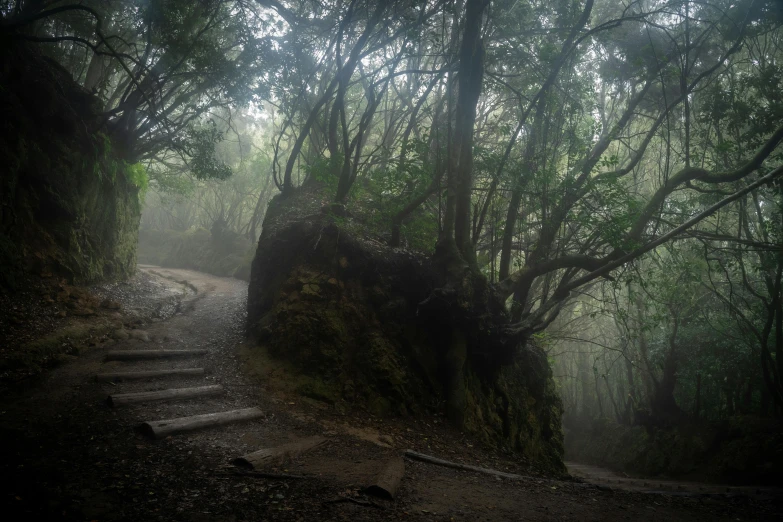 stairs lead down a steep hill into the woods