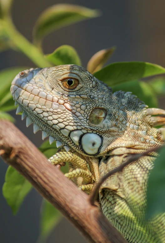 an iguana rests on top of a tree nch