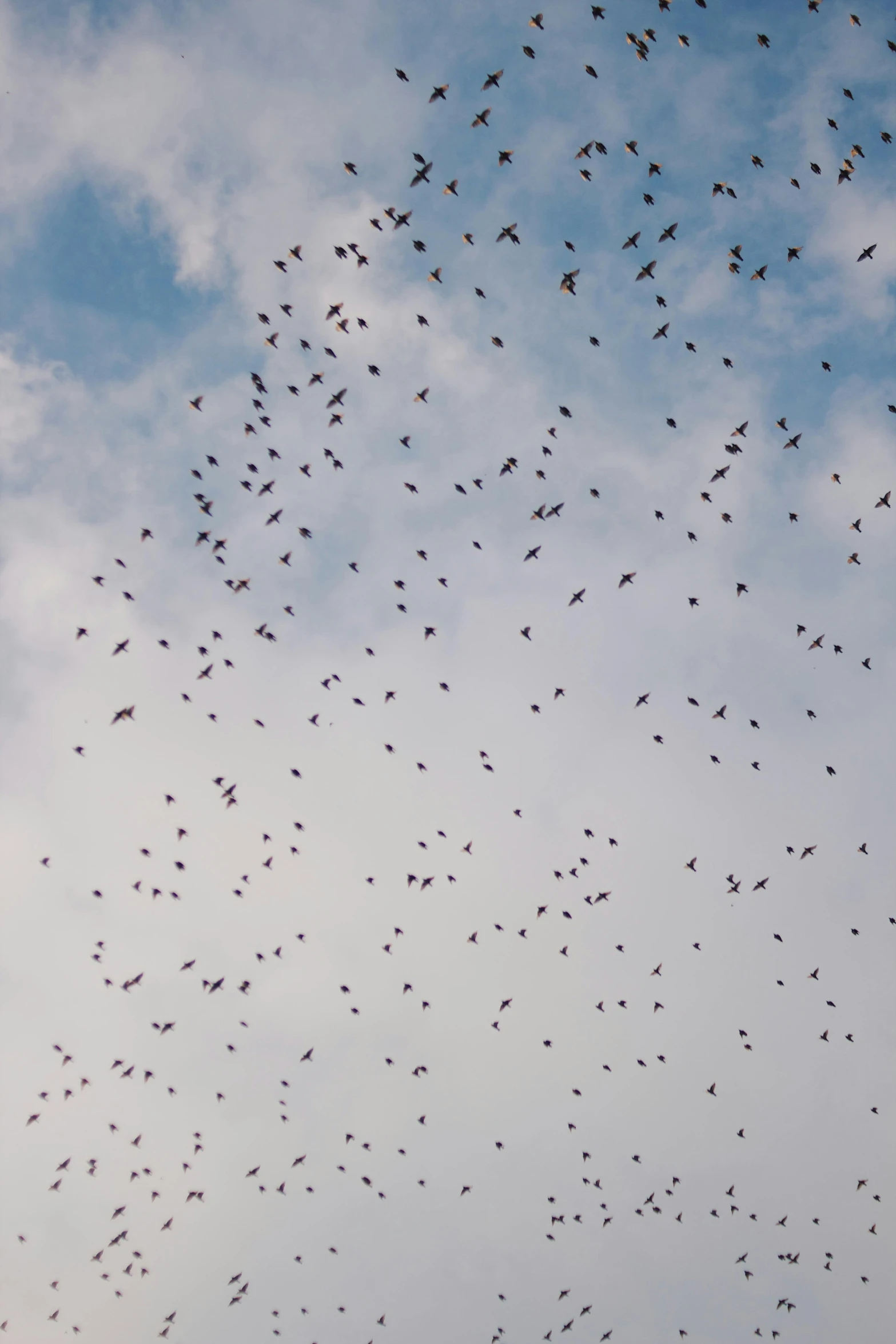 a bunch of birds flying in the air