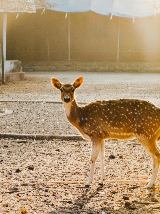 the deer is walking through an enclosure in the wild