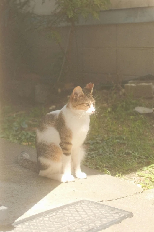 a cat that is sitting down on the sidewalk