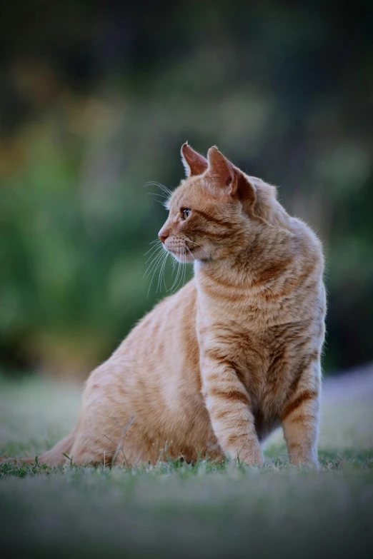 a brown cat standing on a field of green grass