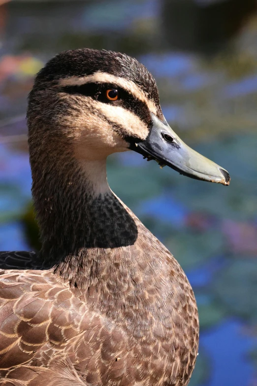 a close up of a bird on a pond