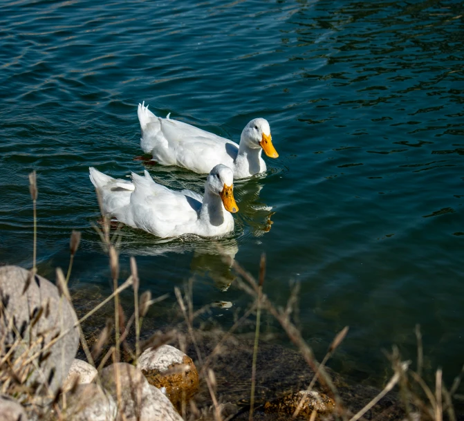 two ducks in the water with their beaks sticking out