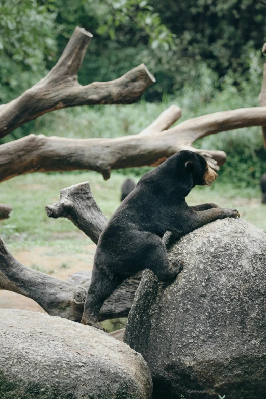 a bear that is sitting on top of a rock