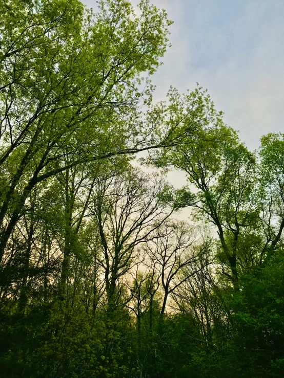 tall trees with no leaves around them in the sunlight