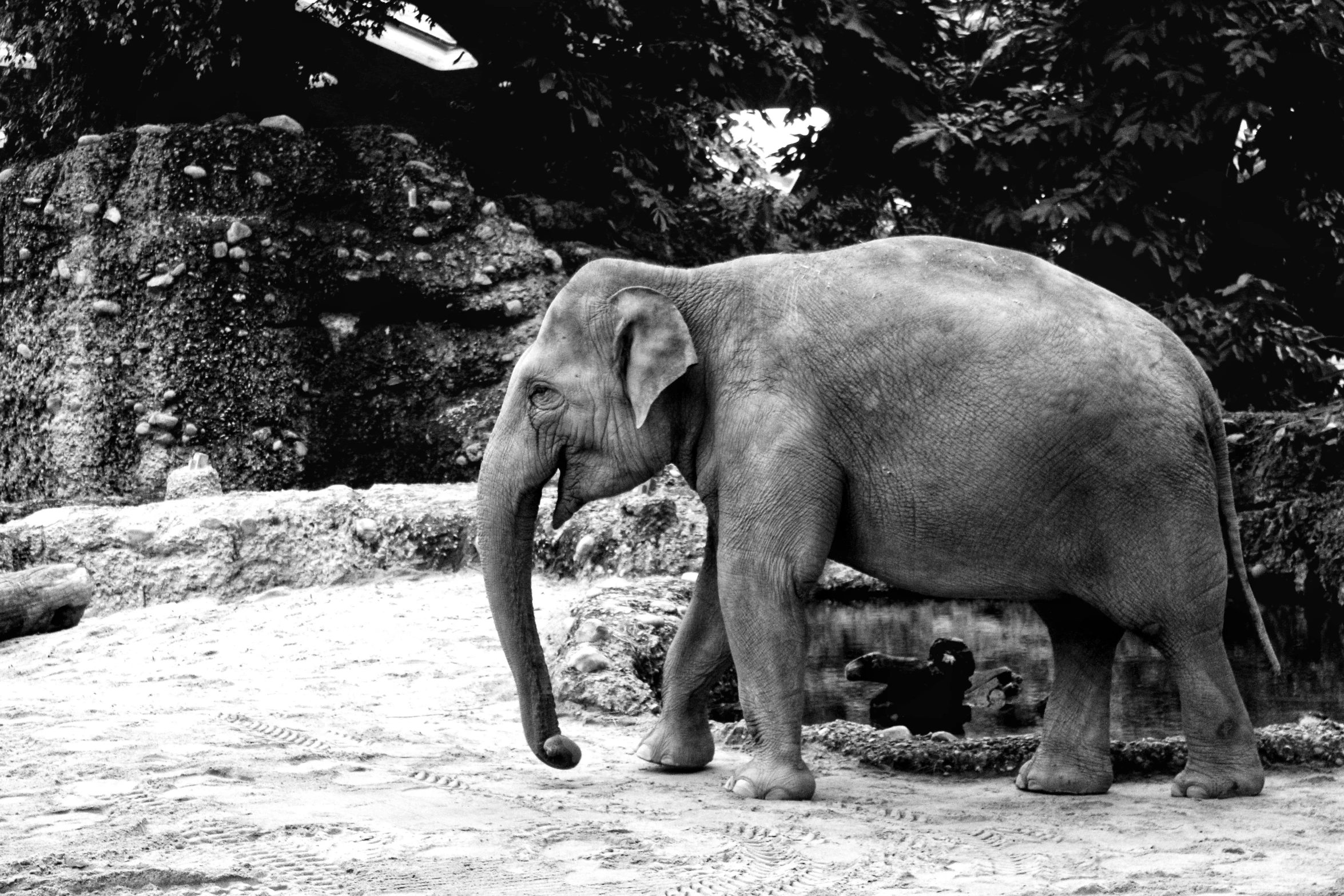 an elephant in black and white walking around