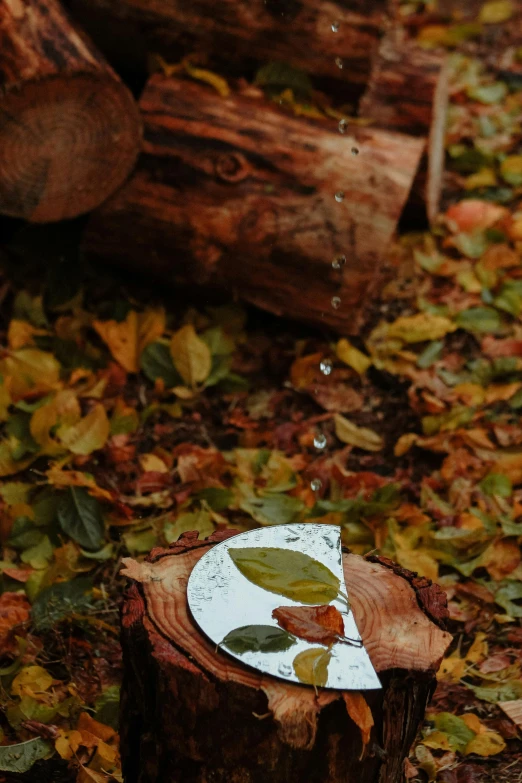 the leaves and the paper plate are on the tree stump