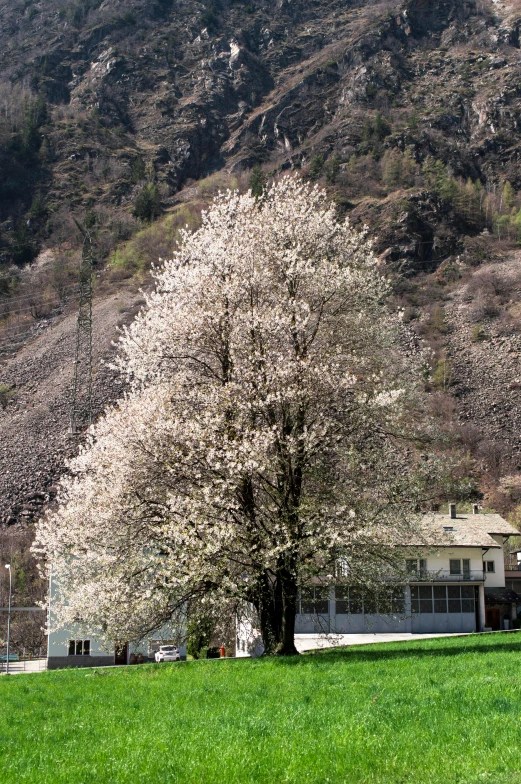 a very large pretty tree in a field