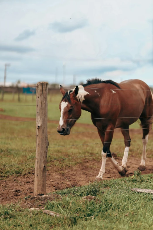 a horse stands behind a fence on a grassy field