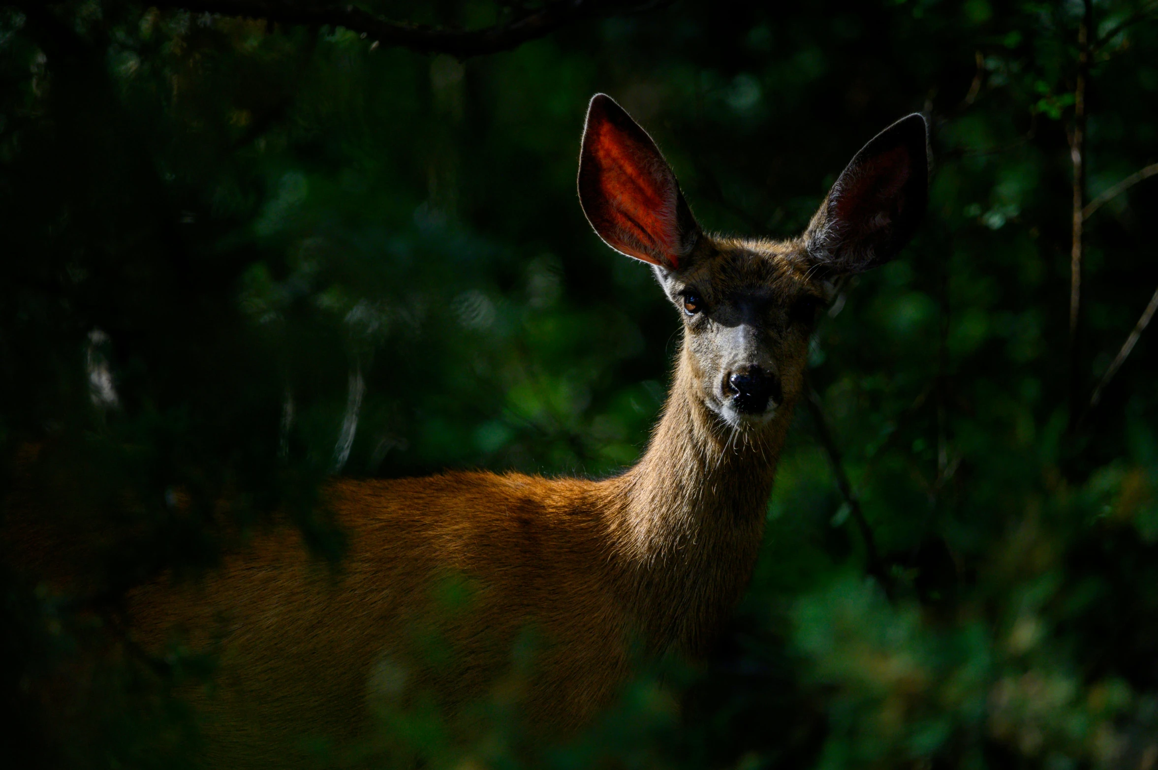 a deer looking towards the camera with lots of leaves