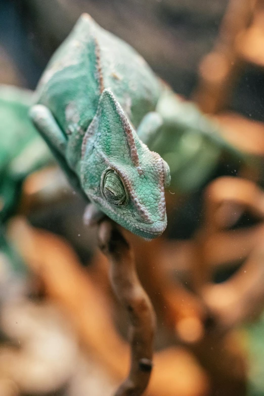 a chamelon is sitting on top of a twig