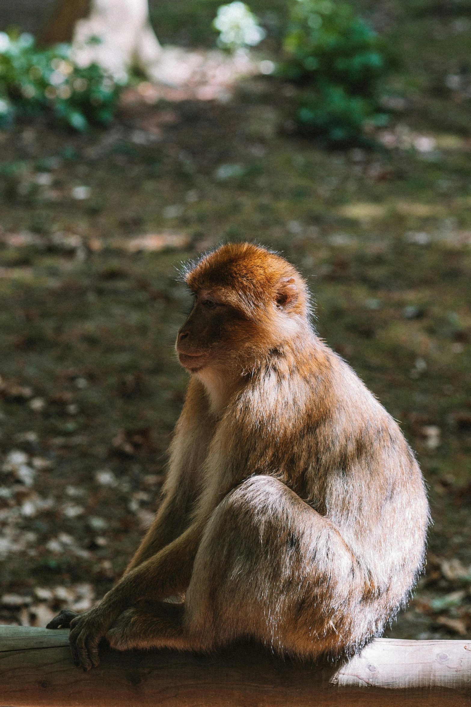 a monkey sitting on a ledge outside in the park