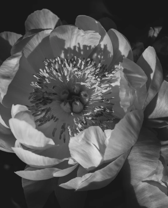 a black and white picture of a large flower