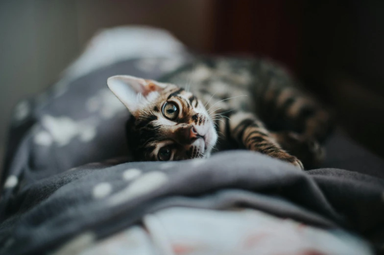 an image of a cat lying down on the bed