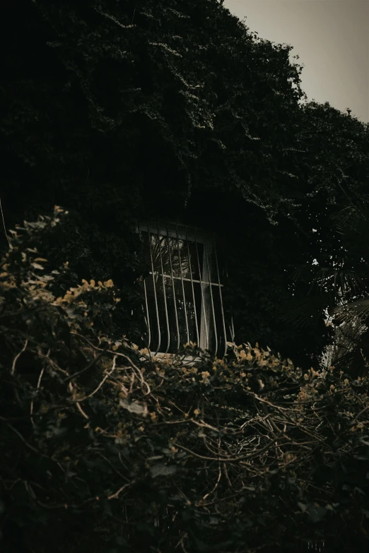 tree next to the gate in a dark forest