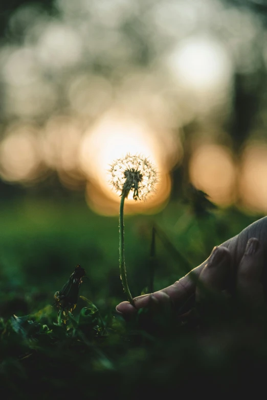 a single dandelion in the hands of someone