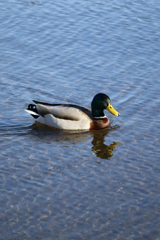 a duck with its yellow beak is swimming in the water