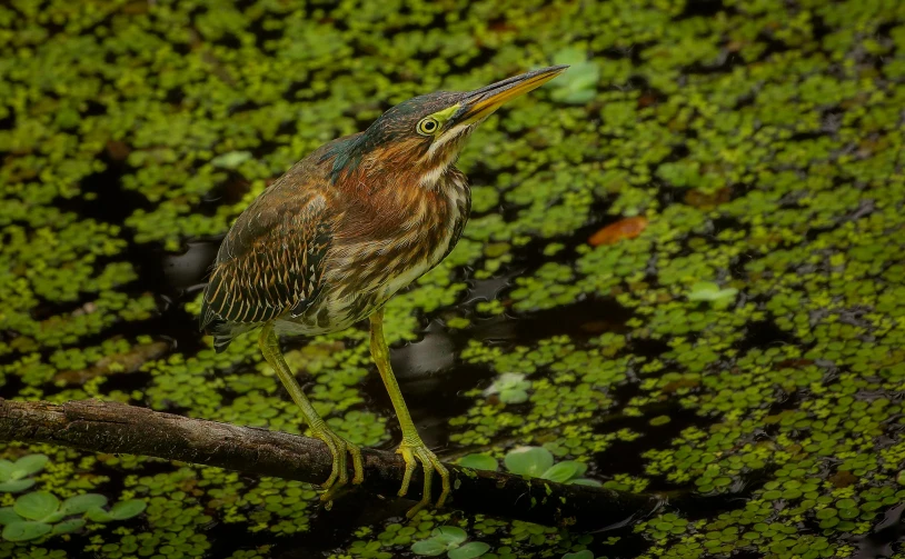 a little bird standing on a tree limb with green plants in the background