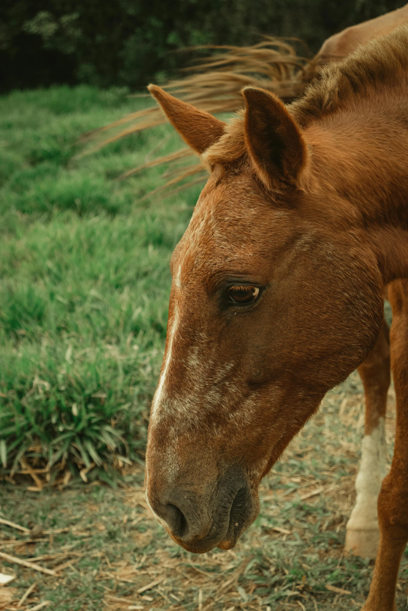 an adult horse in a green grassy field