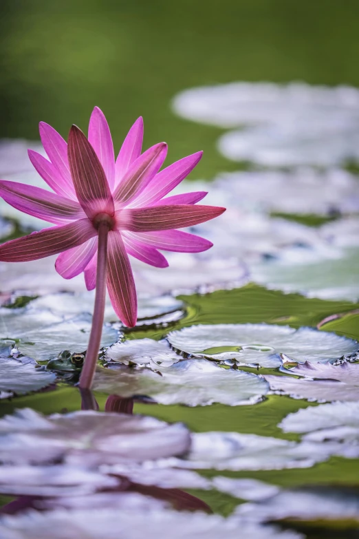 a flower is shown in this large flower with long stem