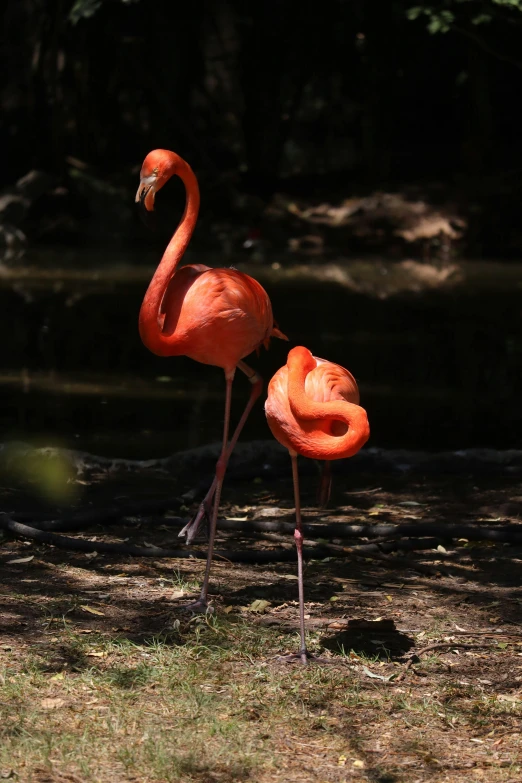 two pink flamingos standing on the ground next to water