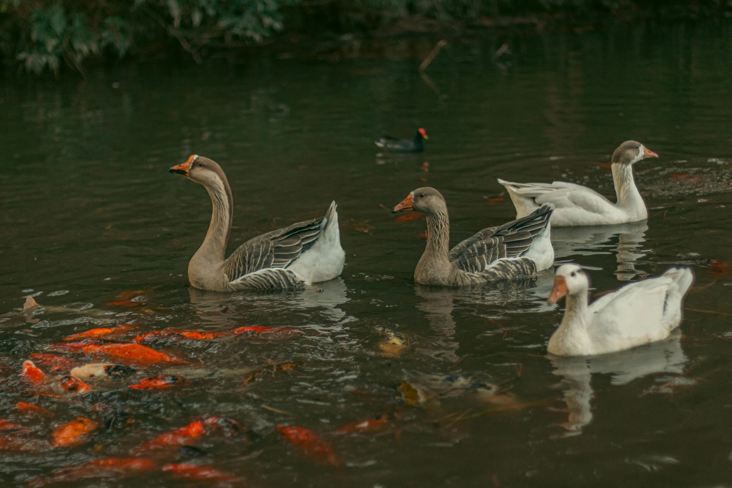 there are some ducks and several small fish swimming in the water