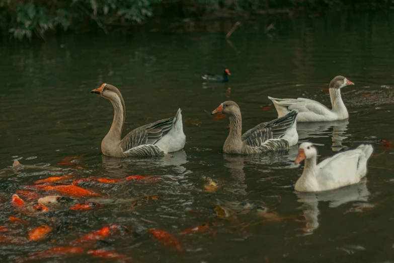 there are some ducks and several small fish swimming in the water