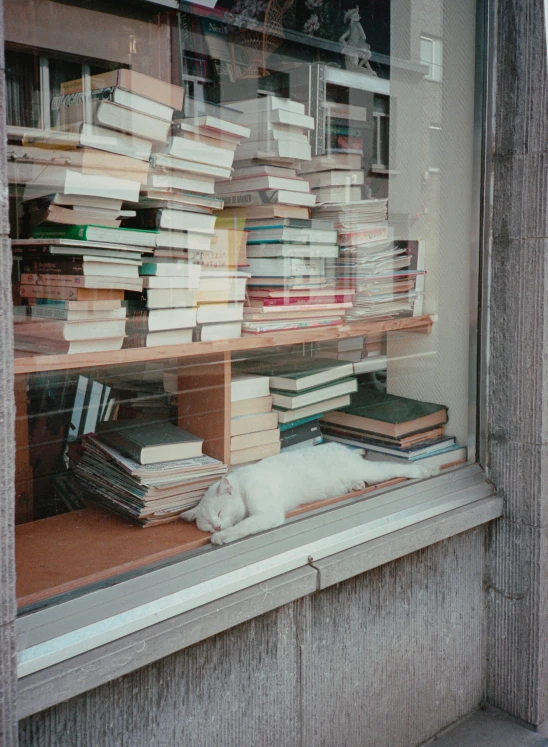 a white dog sleeps in front of a display case filled with books