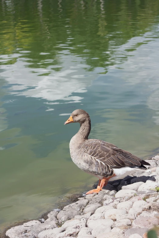 a bird that is sitting in the grass