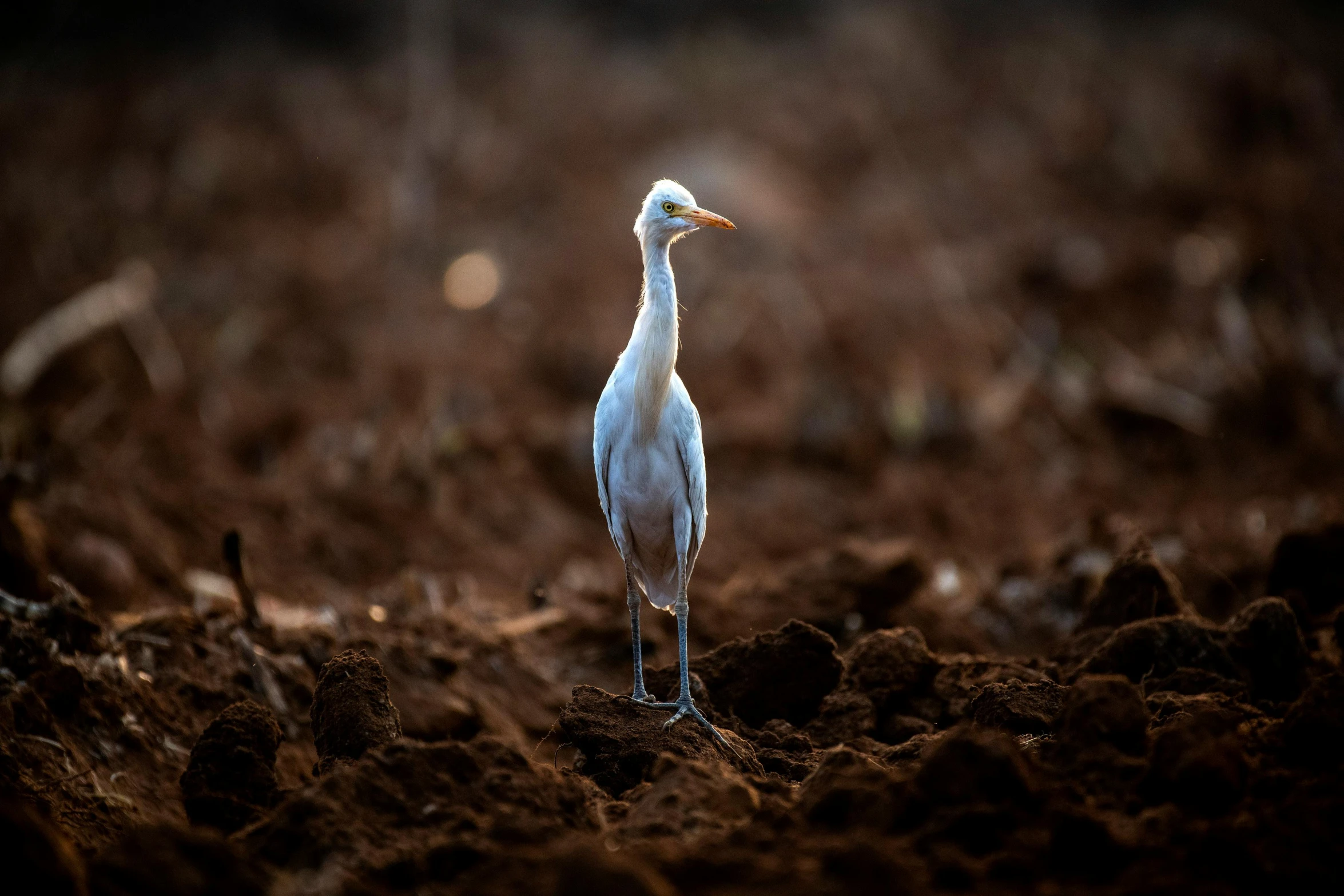 the bird is standing alone in the ground